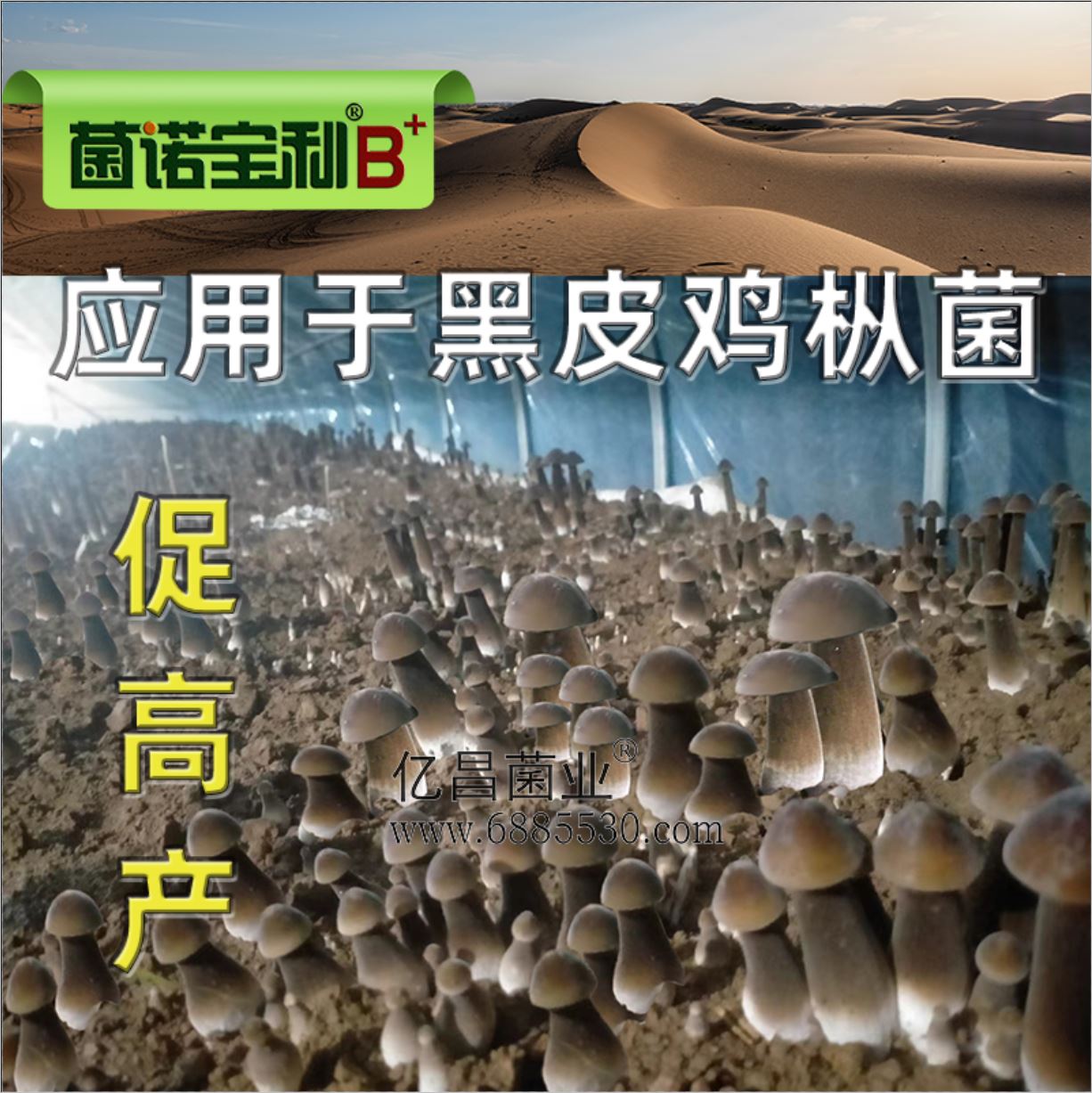 億昌菌業(yè)-菌諾寶利B+（網(wǎng)頁-32）應(yīng)用于黑皮雞樅菌，促高產(chǎn)
