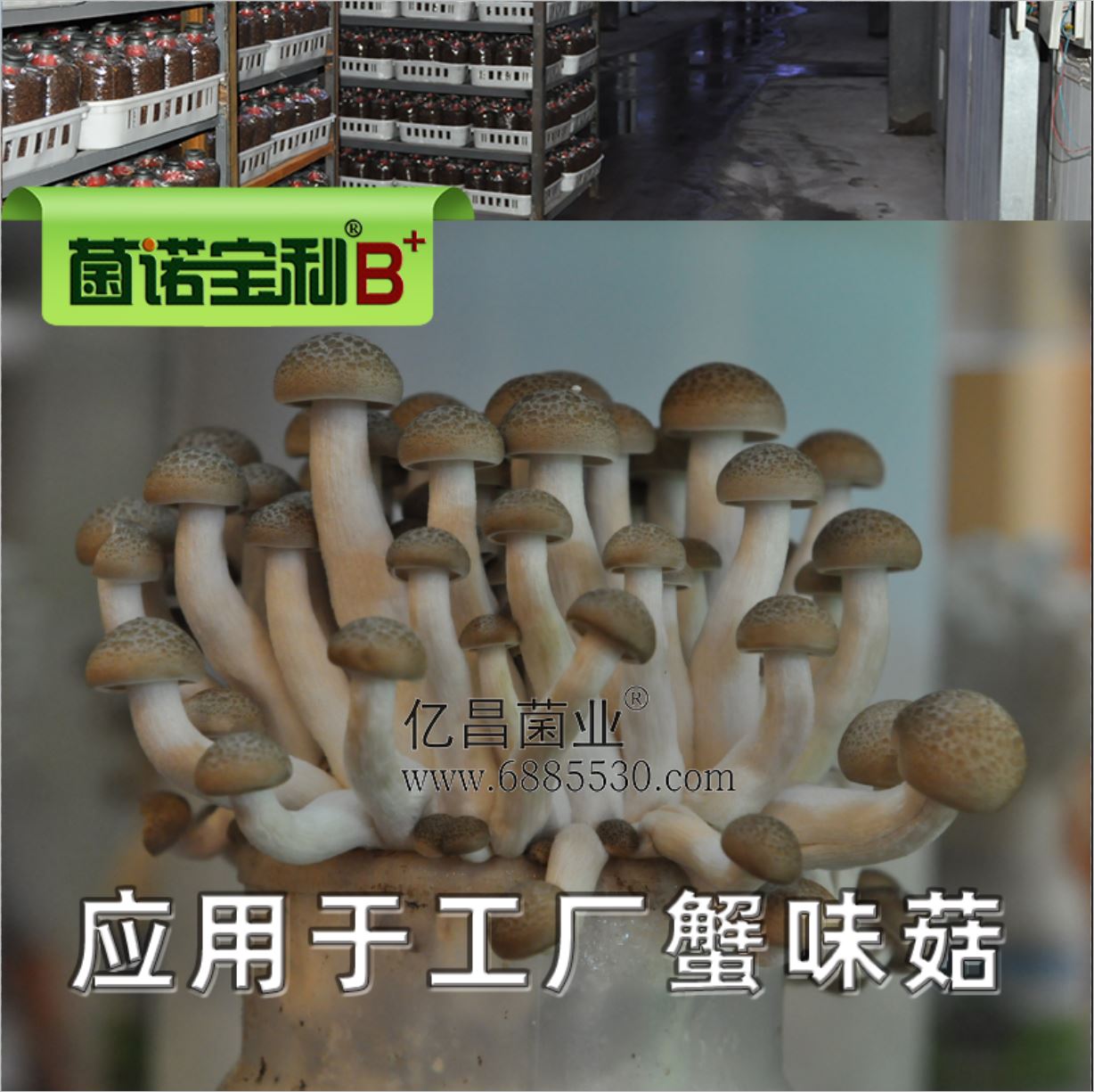 億昌菌業(yè)-菌諾寶利B+（網(wǎng)頁-35）應(yīng)用于工廠蟹味菇