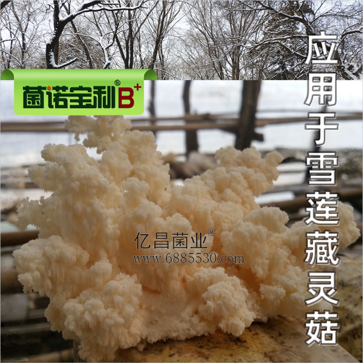 億昌菌業(yè)-菌諾寶利B+（網(wǎng)頁-36）應(yīng)用于雪蓮藏靈菇