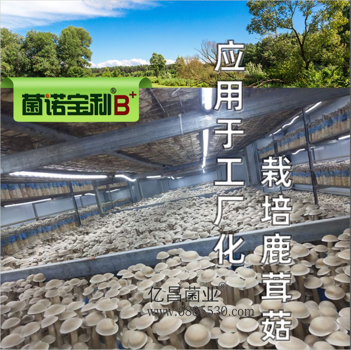 億昌菌業(yè)-菌諾寶利B+（網(wǎng)頁-37）應(yīng)用于工廠化栽培鹿茸菇