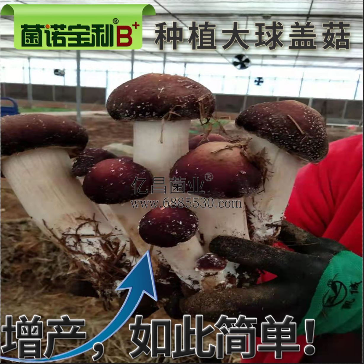 億昌菌業(yè)-菌諾寶利B+（網(wǎng)頁-38）種植大球蓋菇，高產(chǎn)如此簡單