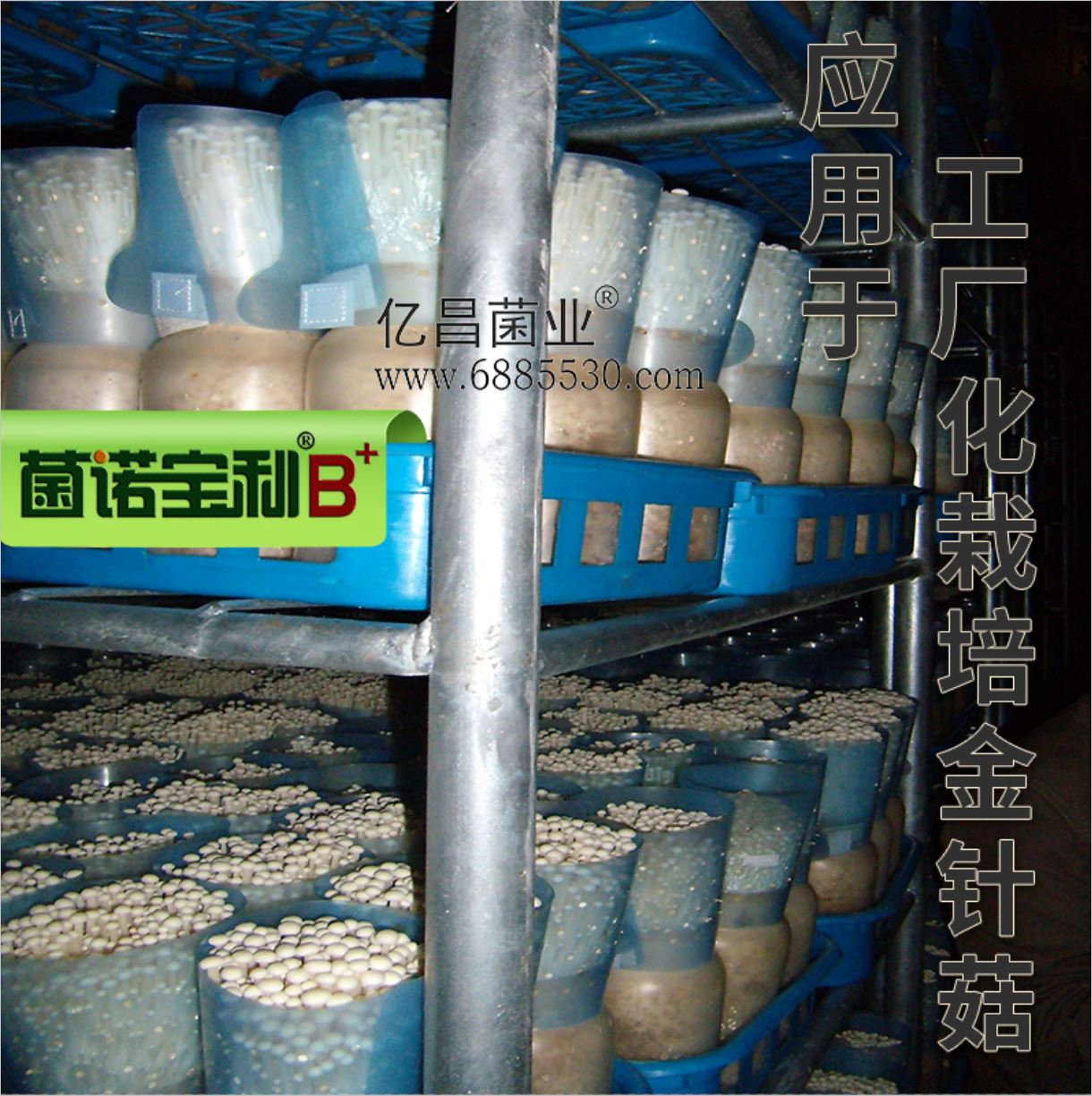 億昌菌業(yè)-菌諾寶利B+（網(wǎng)頁-39）金針菇工廠
