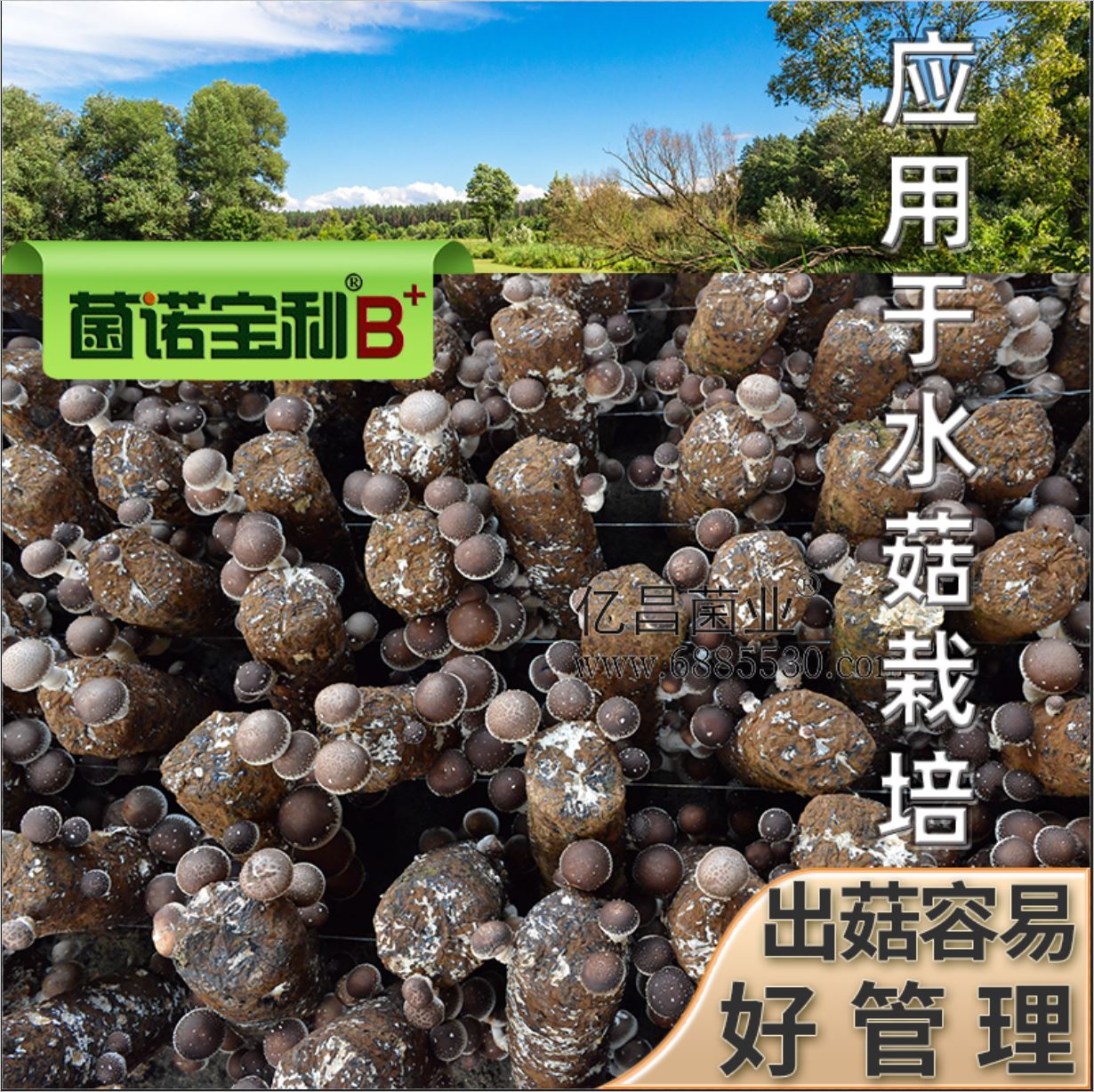 億昌菌業(yè)-菌諾寶利B+（網(wǎng)頁-40）應(yīng)用于水菇栽培，出菇容易，好管理