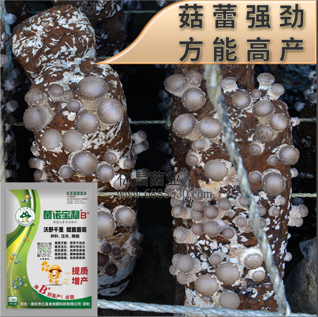 億昌菌業(yè)-菌諾寶利B+（網(wǎng)頁-41）菇蕾強(qiáng)勁，方能高產(chǎn)