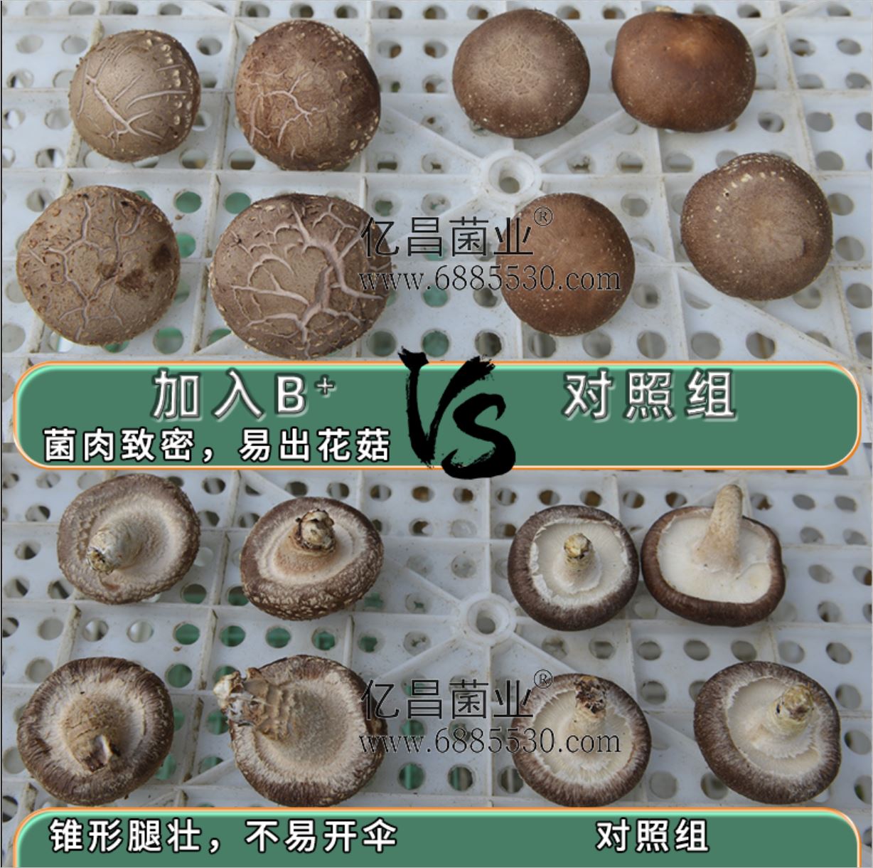 億昌菌業(yè)-菌諾寶利B+（網(wǎng)頁-43）香菇對比