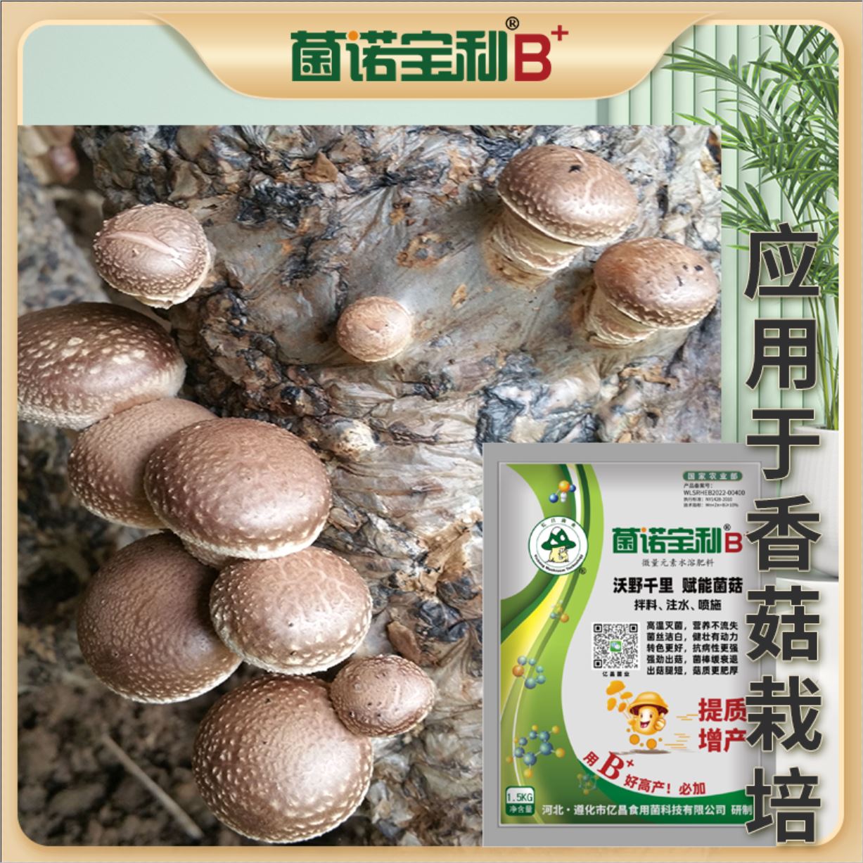 億昌菌業(yè)-菌諾寶利B+（網(wǎng)頁-44）應(yīng)用于香菇栽培