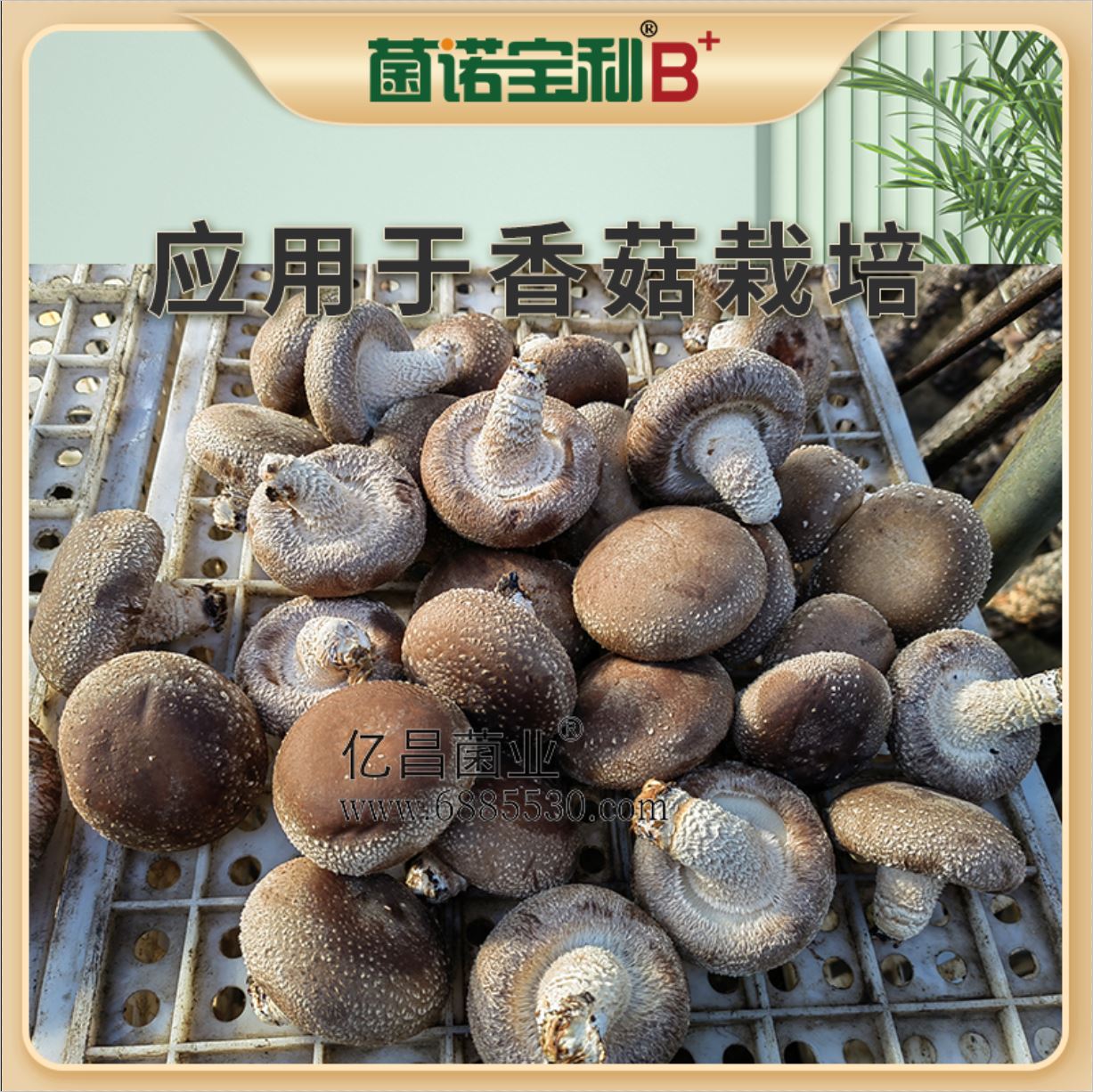 億昌菌業(yè)-菌諾寶利B+（網(wǎng)頁-45）應(yīng)用于香菇栽培