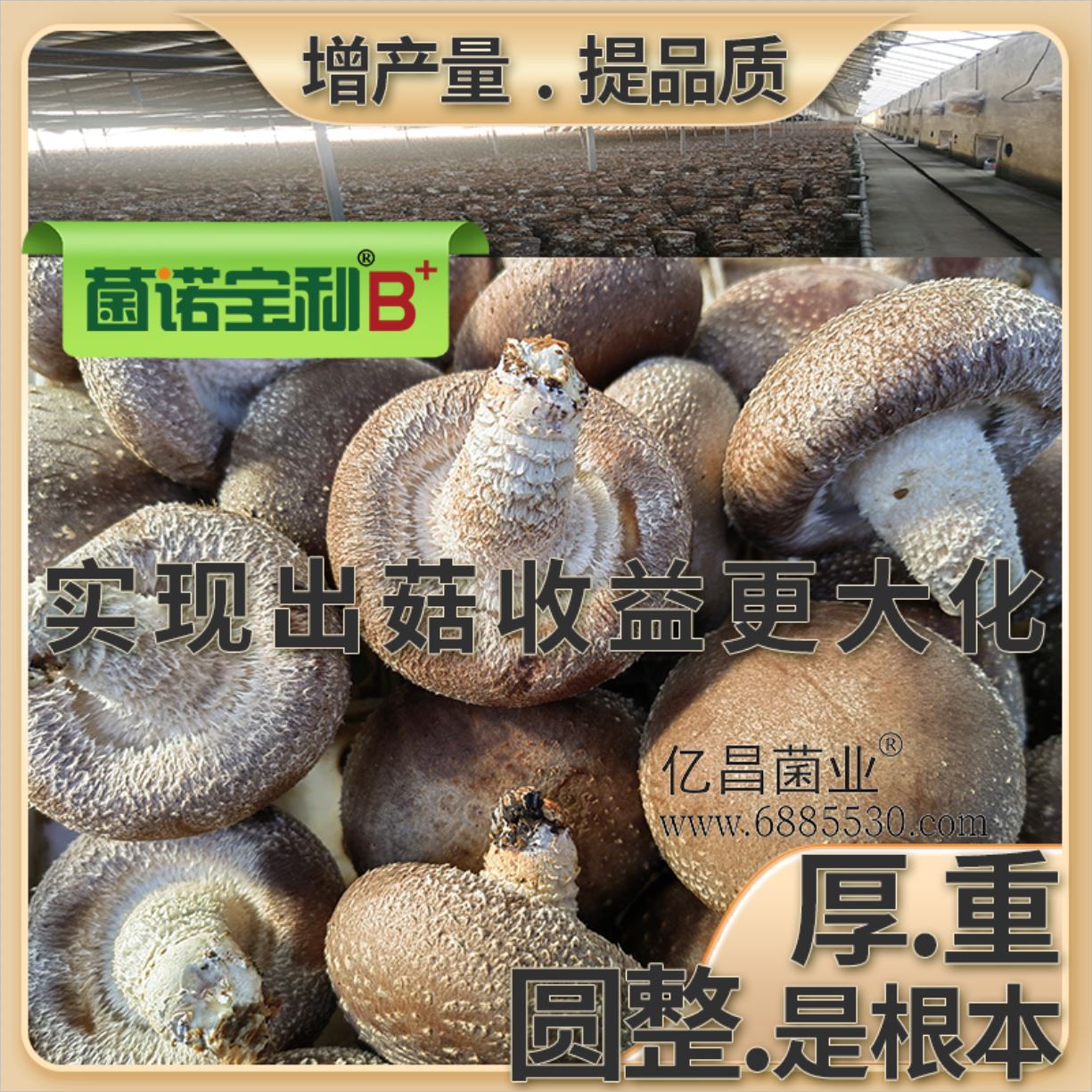 億昌菌業(yè)-菌諾寶利B+（網(wǎng)頁-46）應(yīng)用于香菇栽培