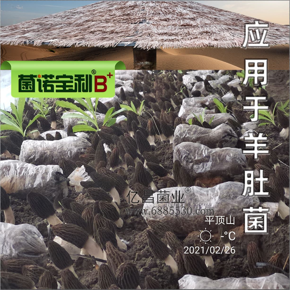億昌菌業(yè)-菌諾寶利B+（網(wǎng)頁-33）應(yīng)用于羊肚菌-1