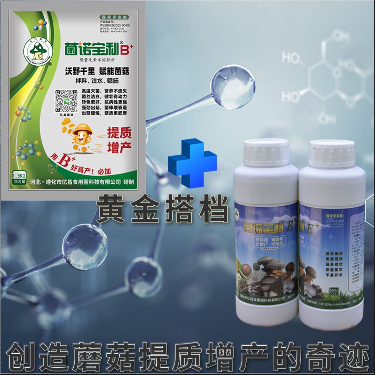 億昌菌業(yè)-菌諾寶利E+（網(wǎng)頁-8）黃金搭檔，創(chuàng)造蘑菇提質(zhì)增產(chǎn)的奇跡