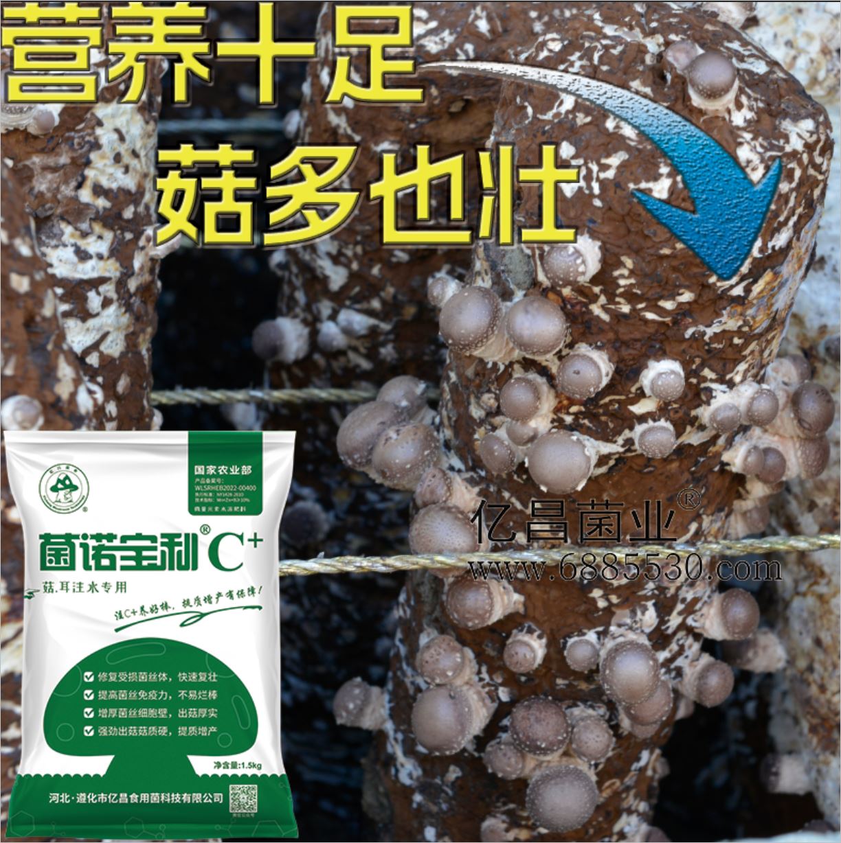 億昌菌業(yè)-注水C+（網(wǎng)頁(yè)版）PC-7）營(yíng)養(yǎng)十足，菇多也壯