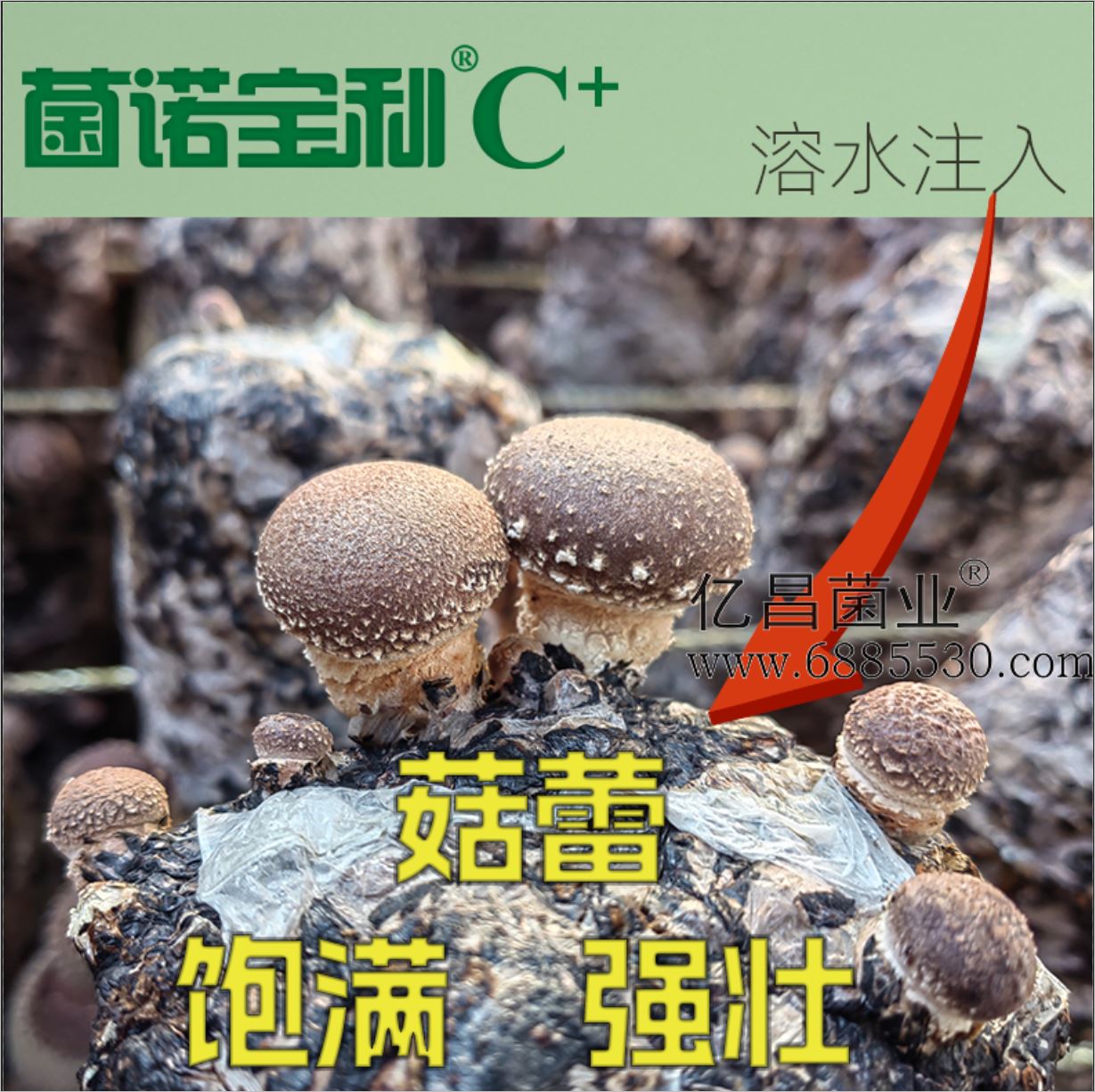 億昌菌業(yè)-注水C+（網(wǎng)頁(yè)版）PC-5（菇蕾飽滿強(qiáng)壯）