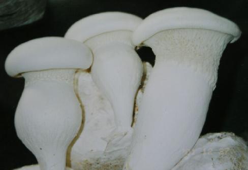 種植白靈菇產(chǎn)量低，不要著急！億昌菌業(yè)專家給您的6個建議
