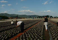 黑龍江省木耳生產(chǎn)基地