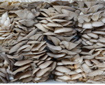 億昌菌業(yè)平菇課堂開課了—如何栽培平菇（三）