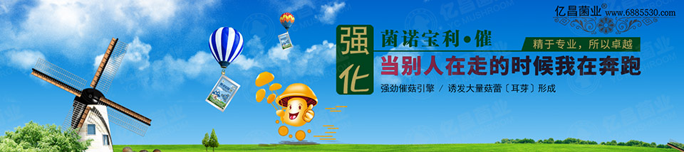 億昌催菇王——強勁催菇引擎，誘發(fā)大量菇蕾（耳芽）形成
